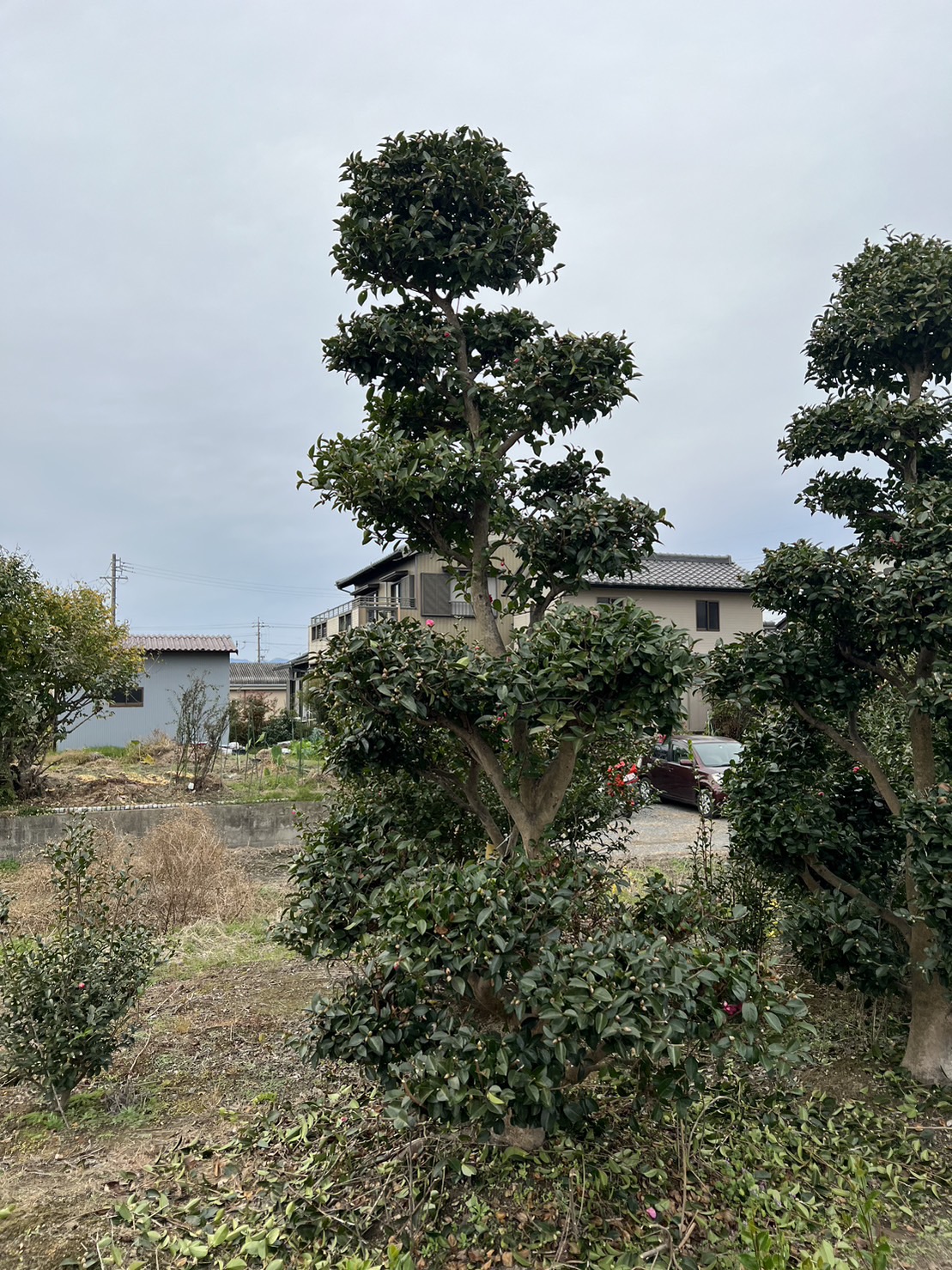 Dashu.jp 大樹.jp