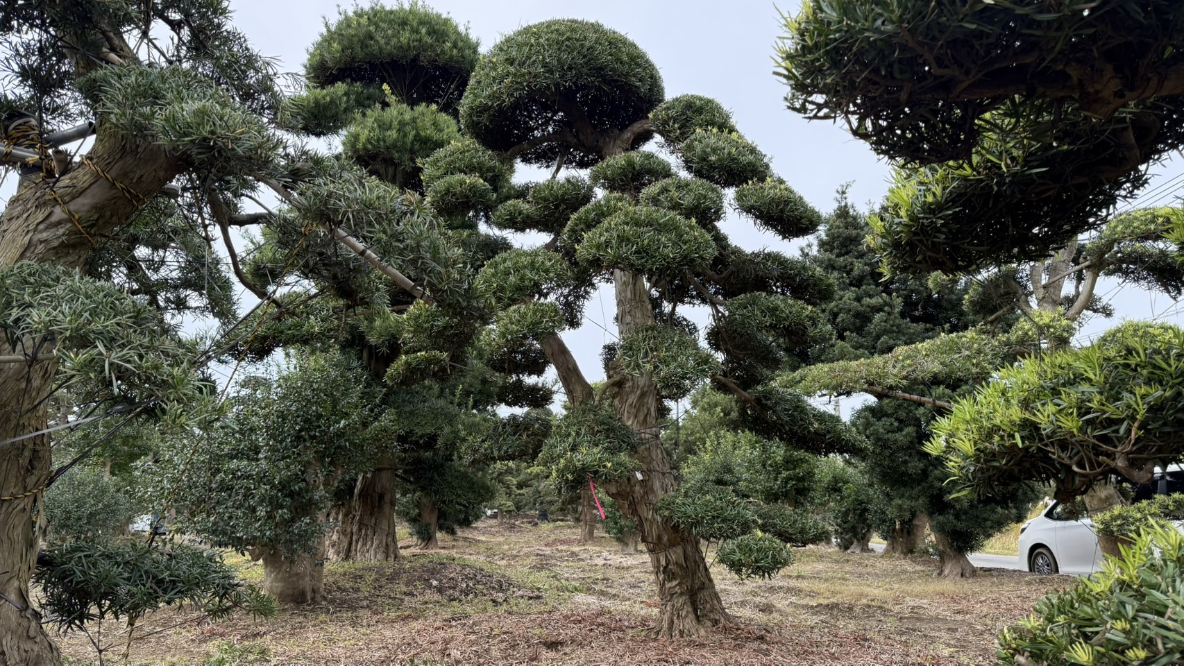 Podocarpus