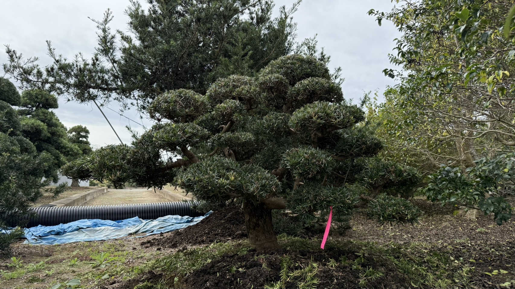 ដើមឡហាន