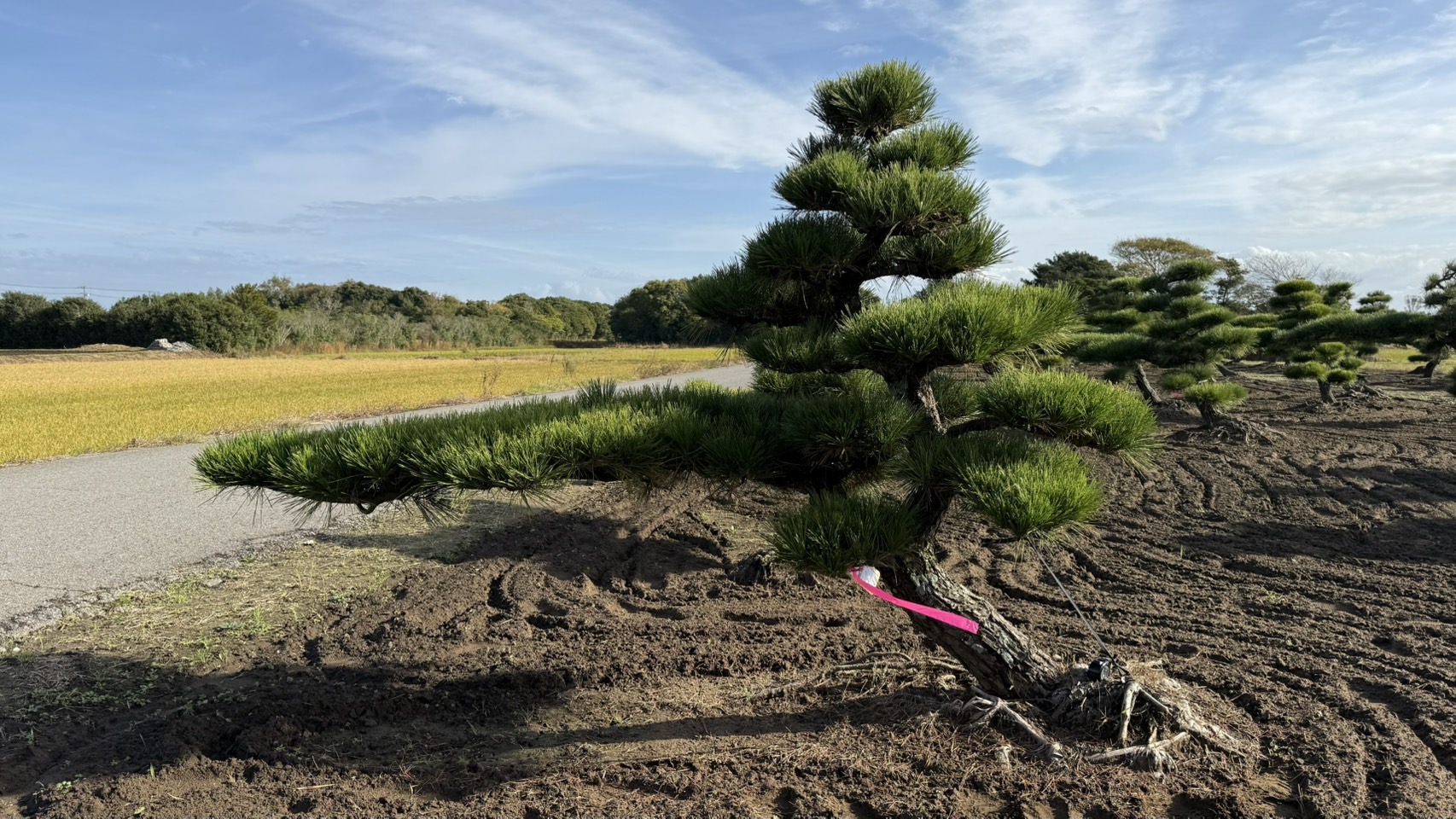 ស្រល់ខ្មៅ