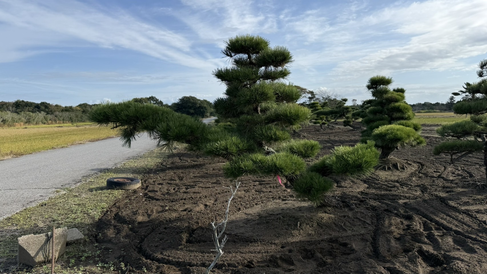 ស្រល់ខ្មៅ