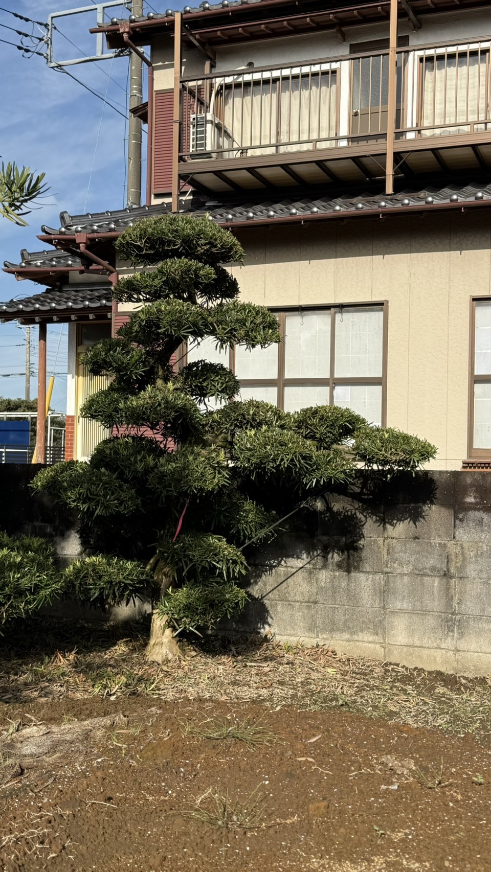 ដើមឡហាន