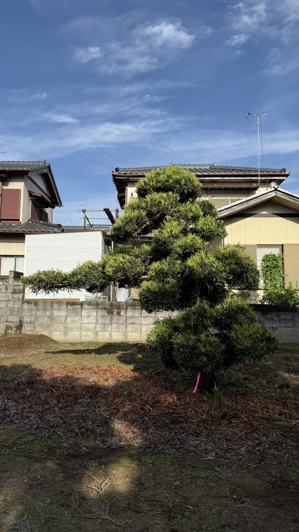 ដើមឡហាន