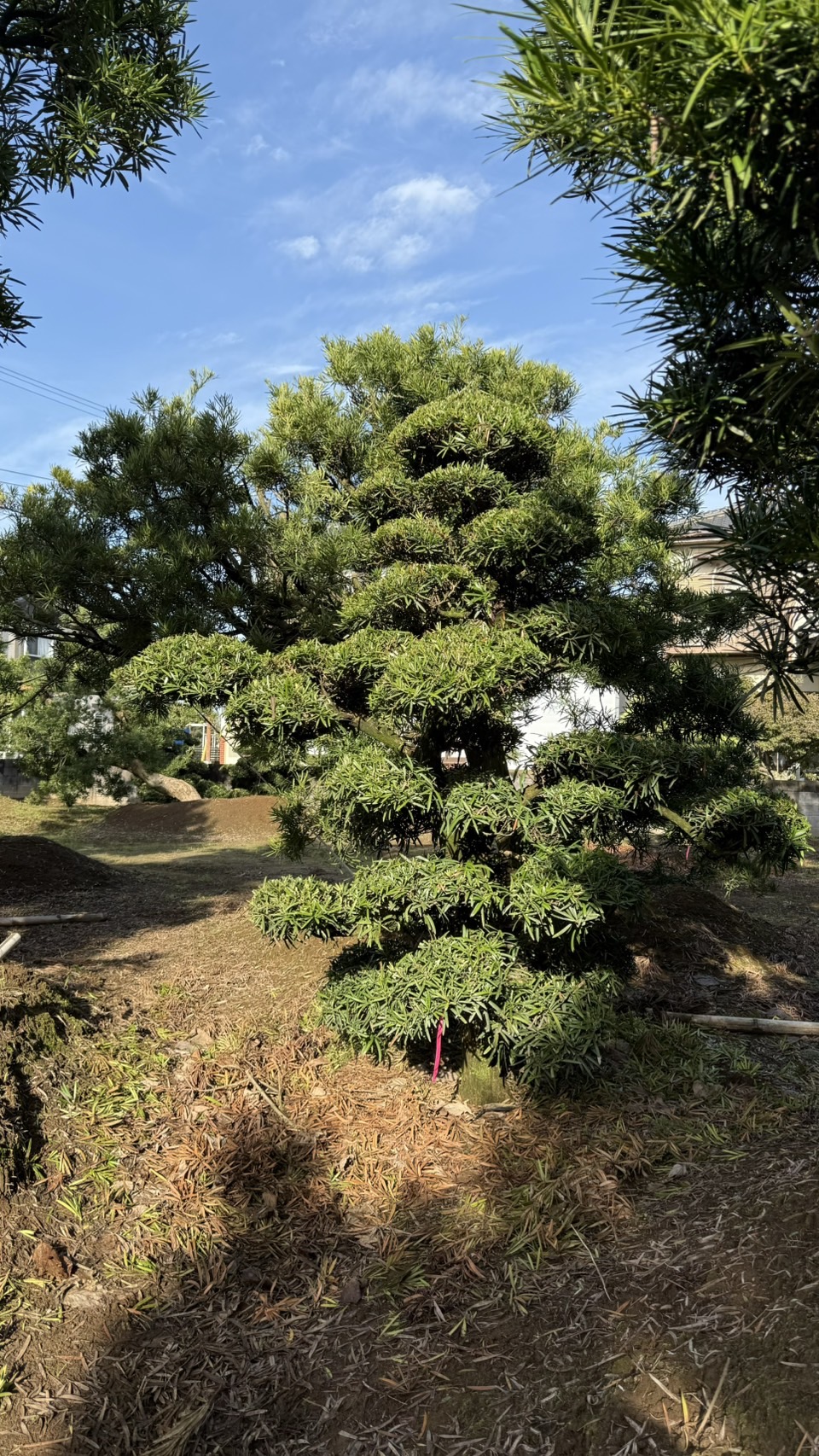 ដើមឡហាន