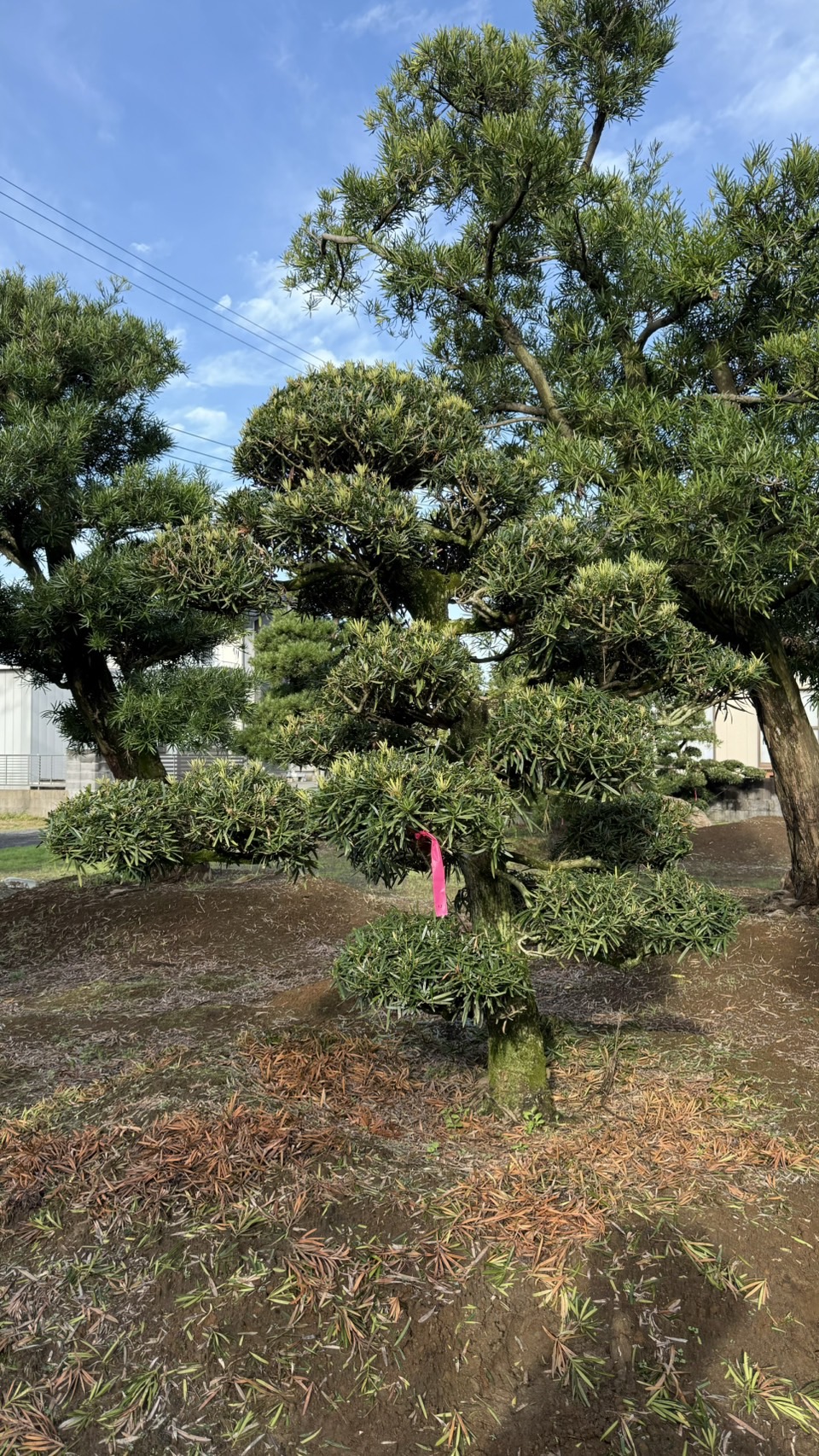 ដើមឡហាន