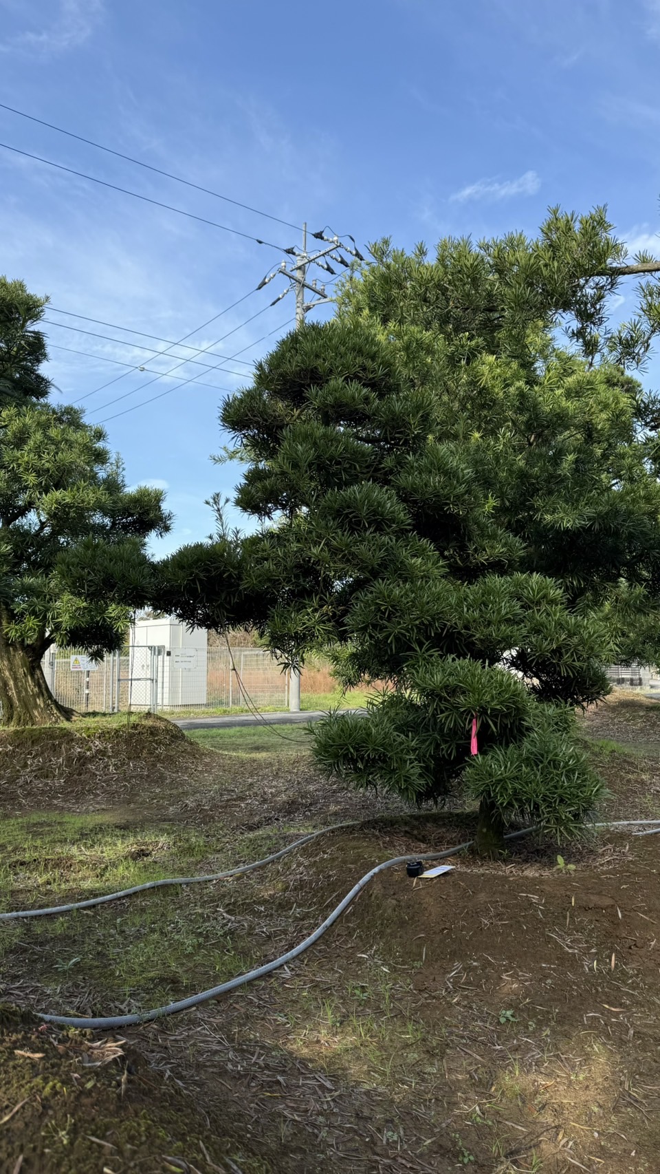 ដើមឡហាន