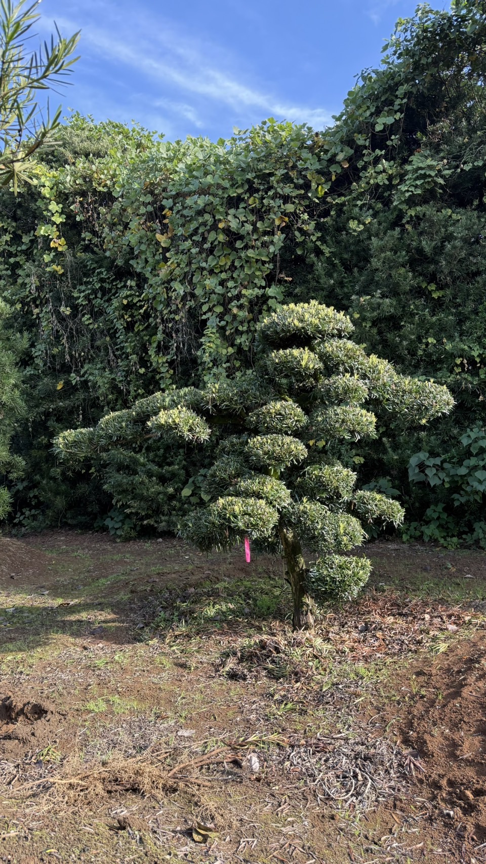 ដើមឡហាន