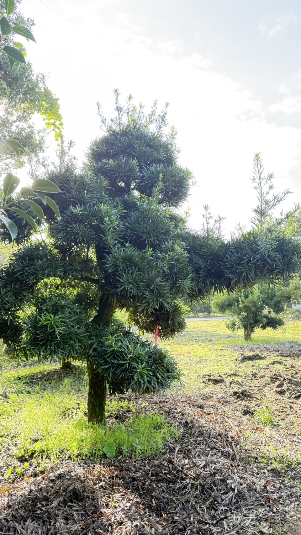 ដើមឡហាន