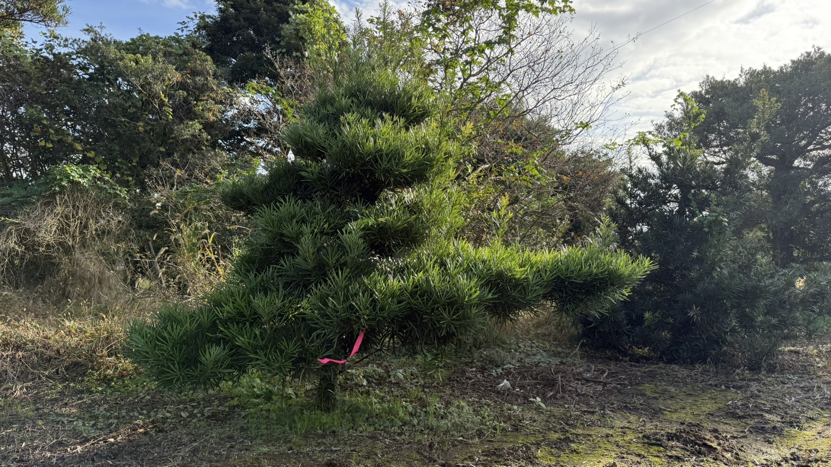 ដើមឡហាន