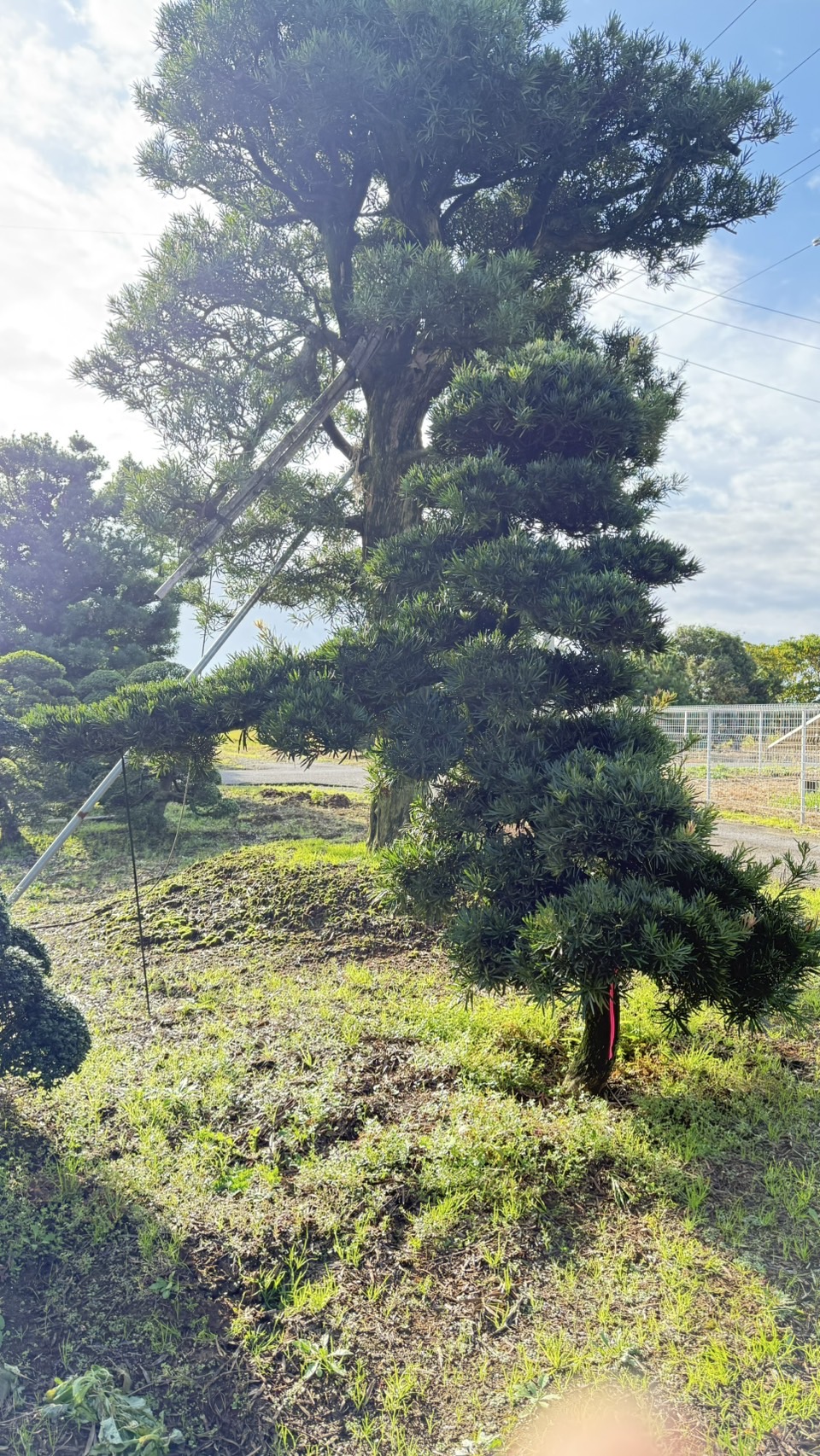 ដើមឡហាន