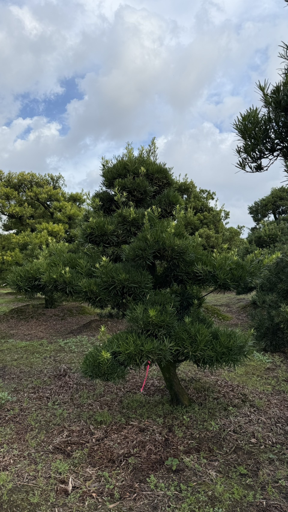 ដើមឡហាន