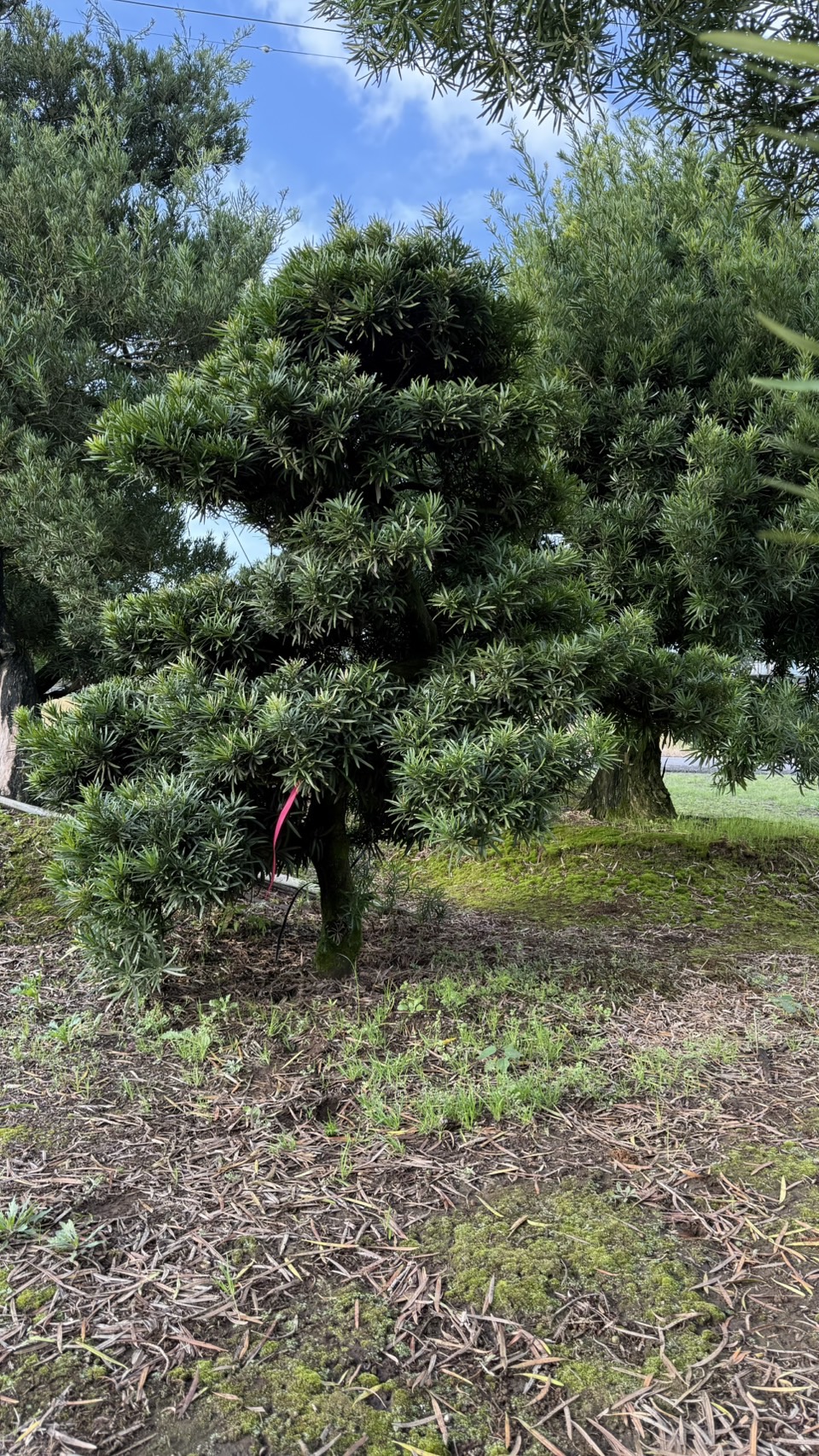 ដើមឡហាន