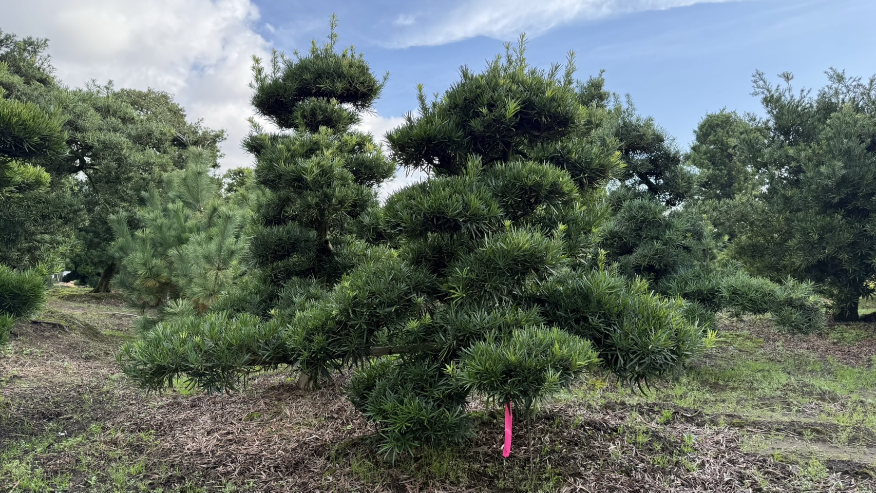 ដើមឡហាន