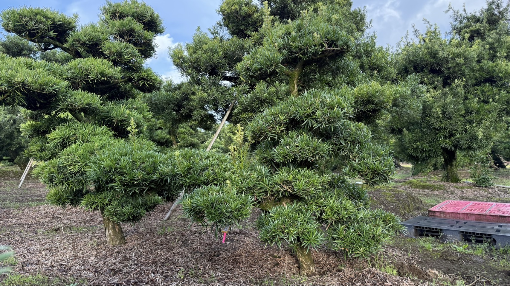 ដើមឡហាន