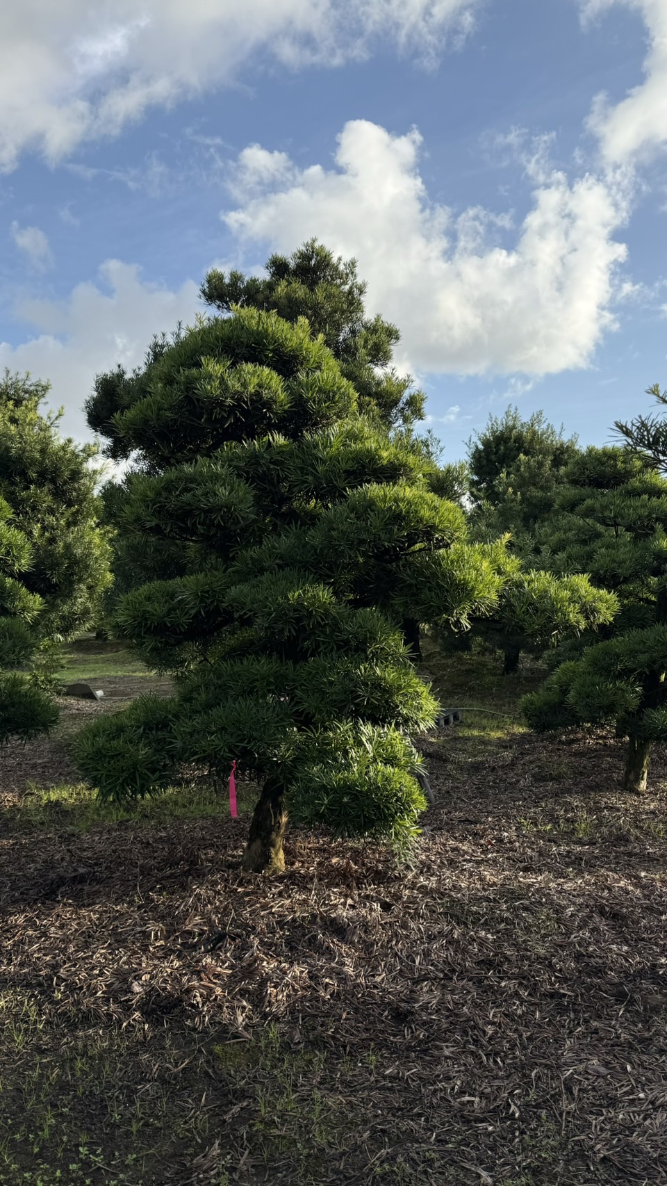 ដើមឡហាន