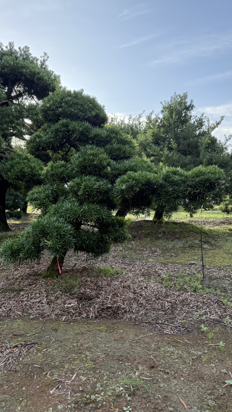 ដើមឡហាន