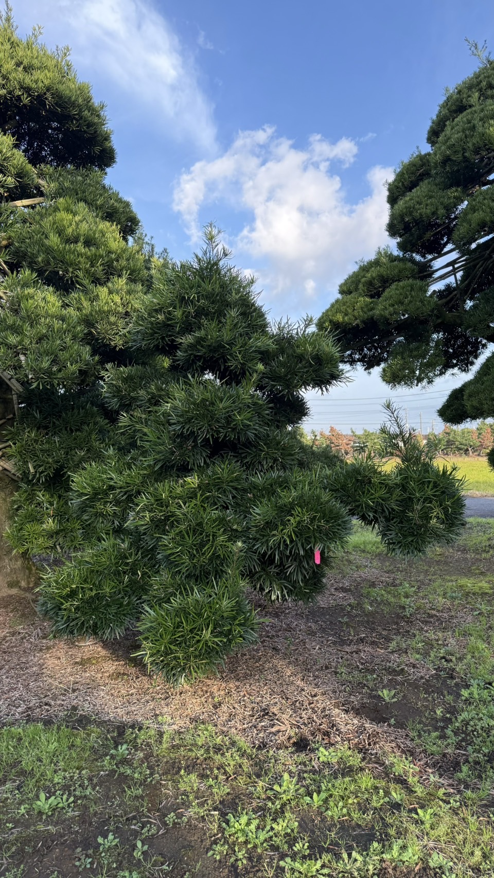 ដើមឡហាន