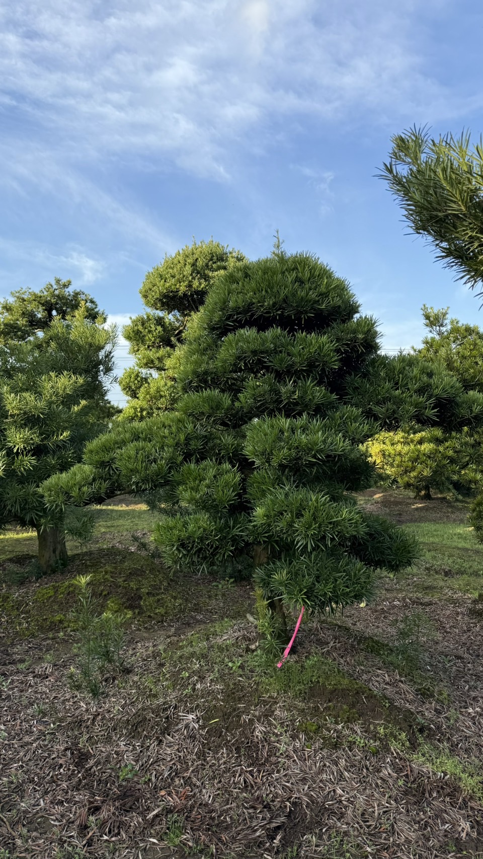 ដើមឡហាន