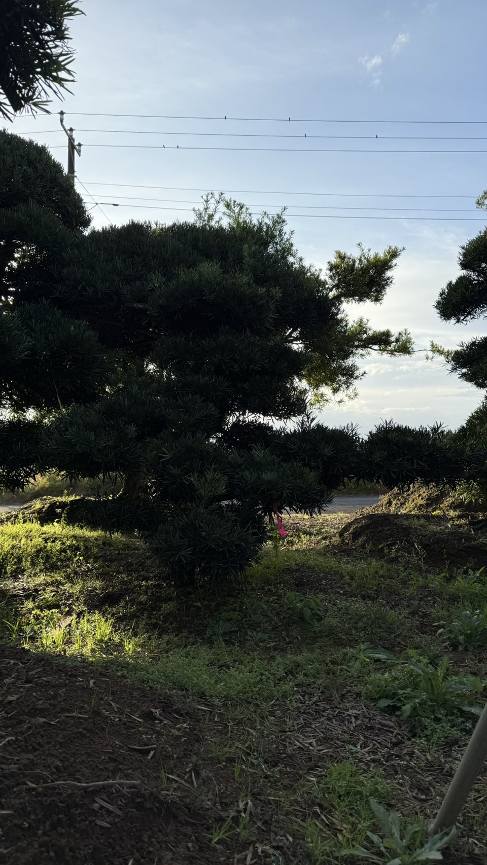 ដើមឡហាន