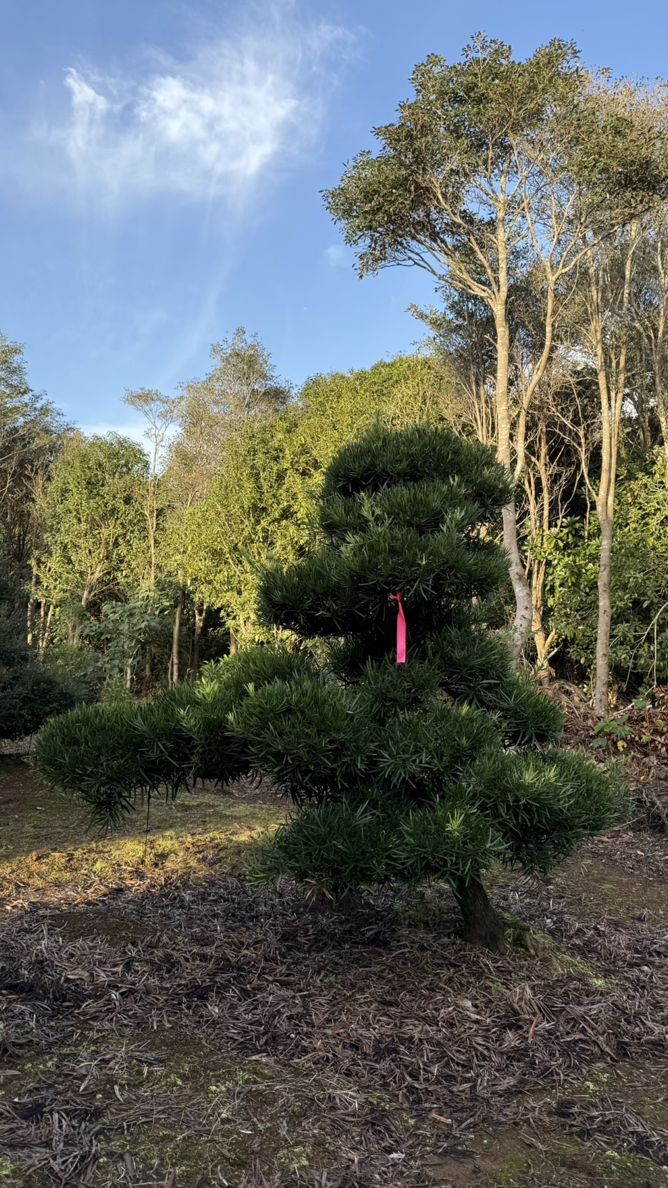 ដើមឡហាន