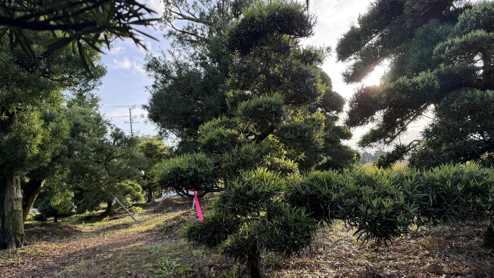 ដើមឡហាន