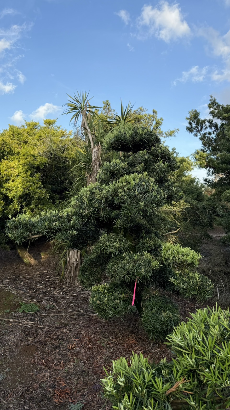 ដើមឡហាន