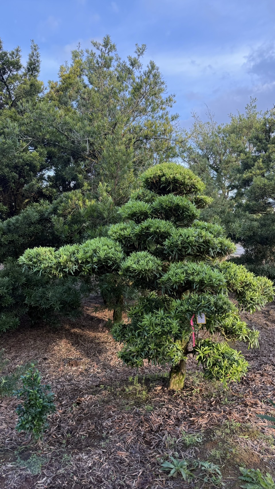 ដើមឡហាន