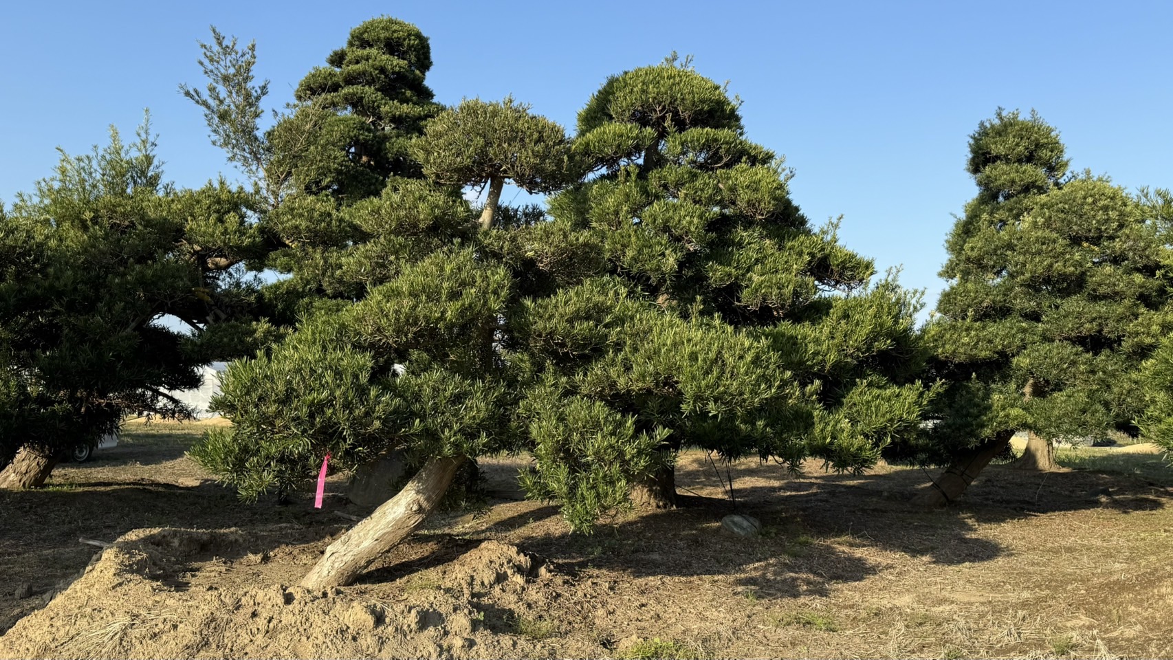 ដើមឡហាន