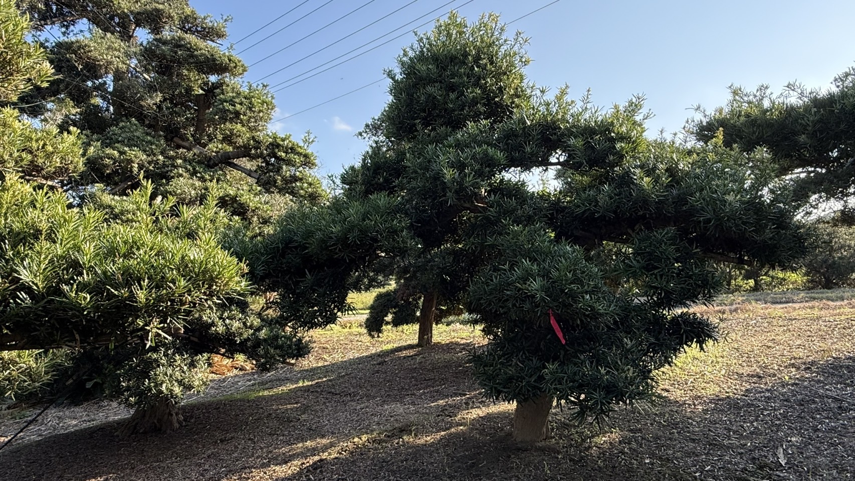 ដើមឡហាន