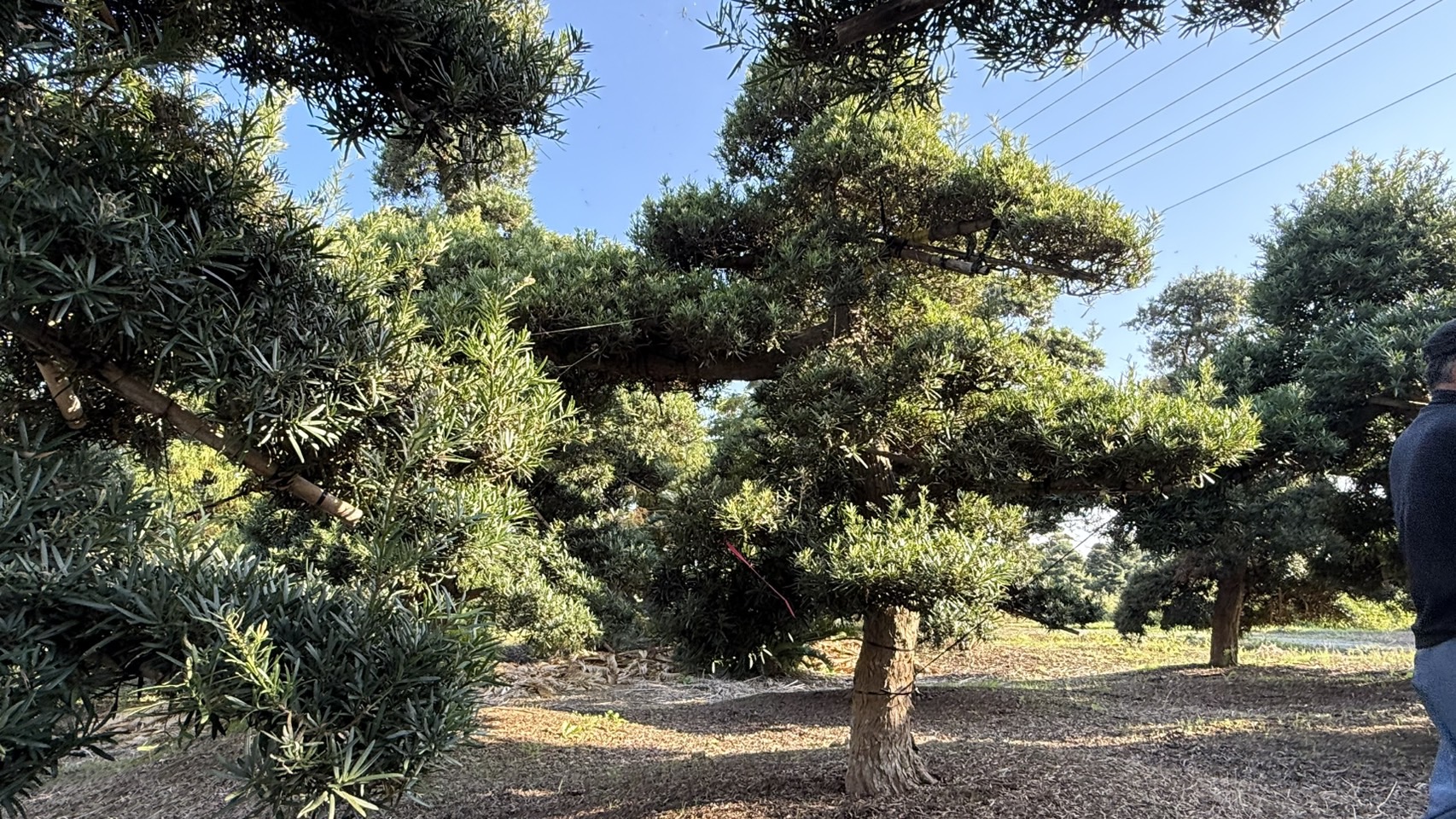 ដើមឡហាន