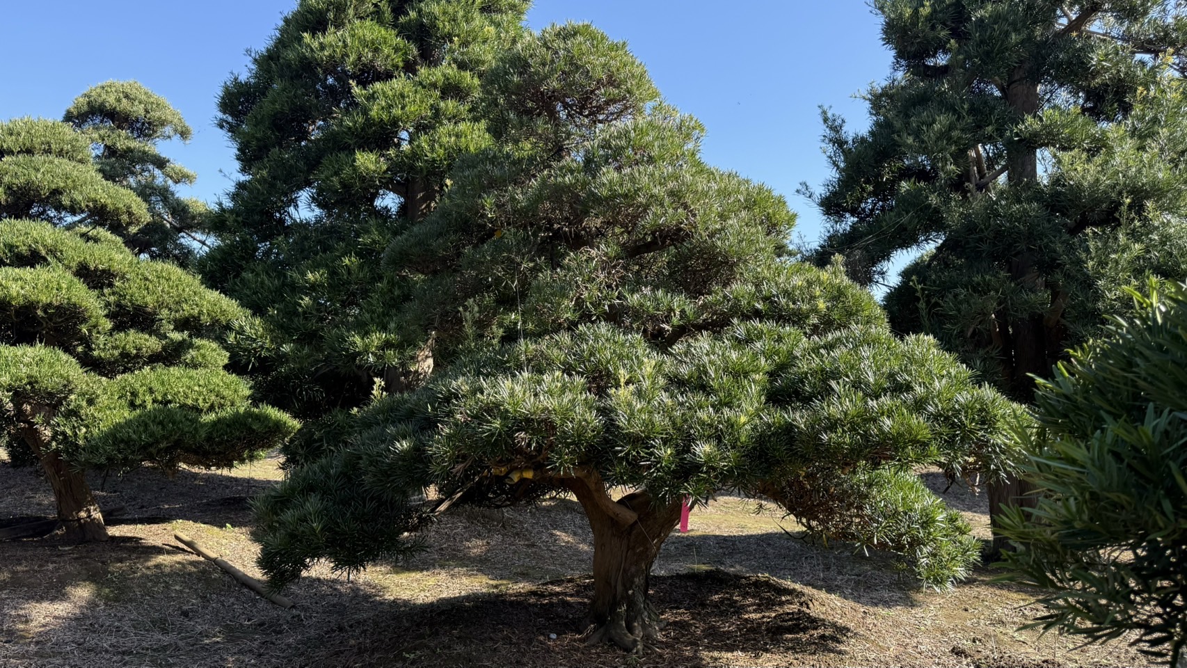 ដើមឡហាន