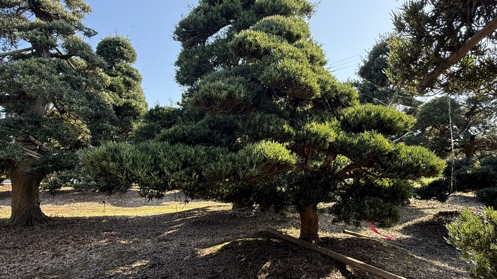 ដើមឡហាន