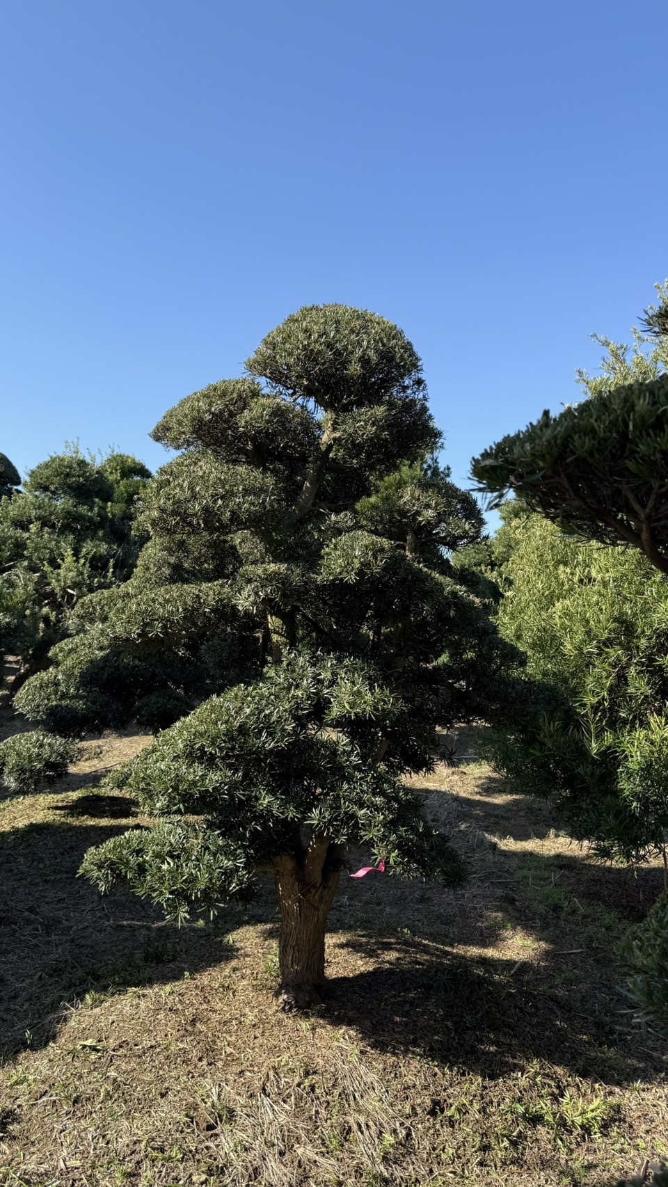 ដើមឡហាន