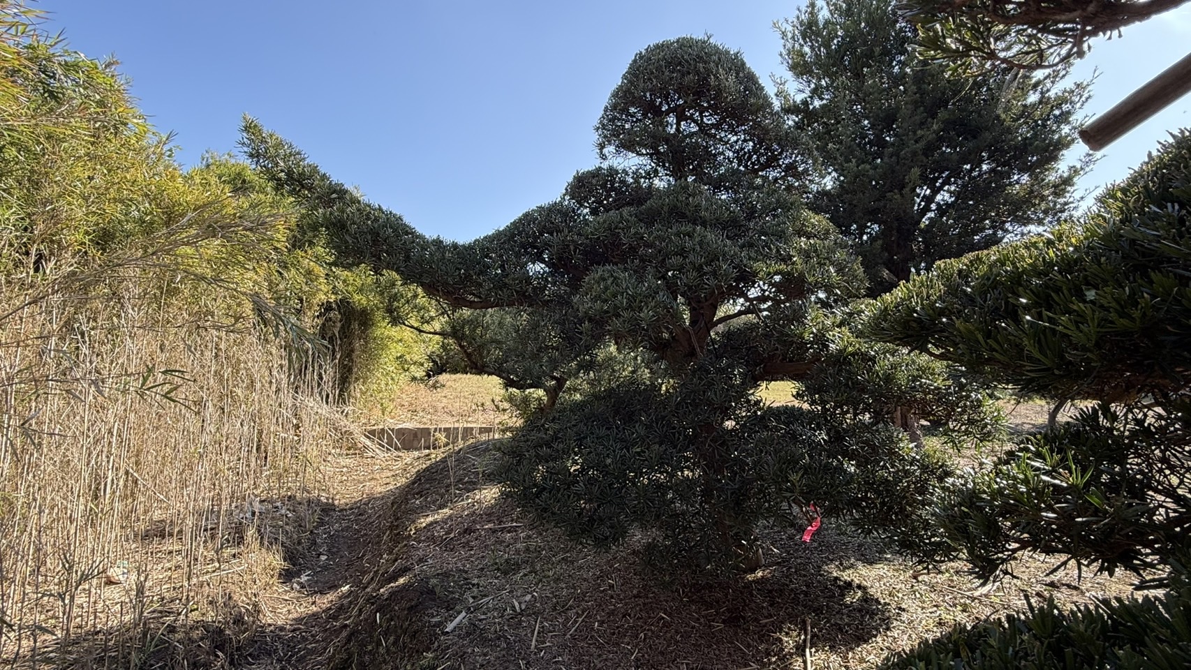 ដើមឡហាន