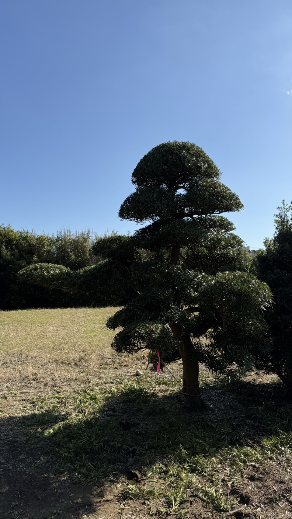 ដើមឡហាន