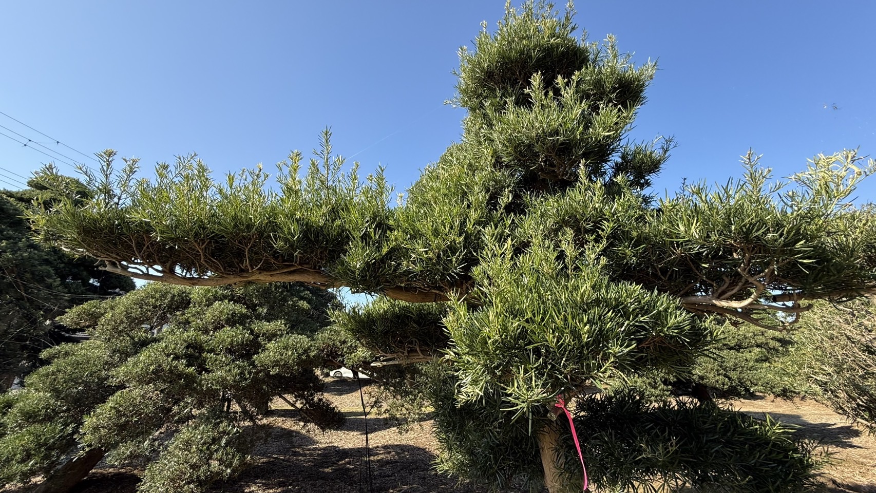 ដើមឡហាន