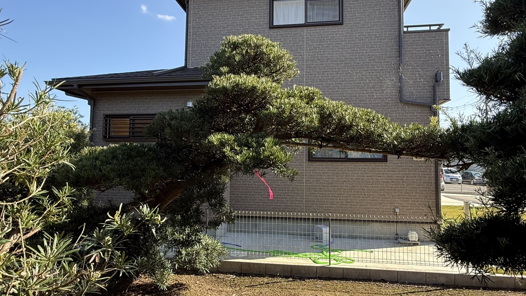 ដើមឡហាន