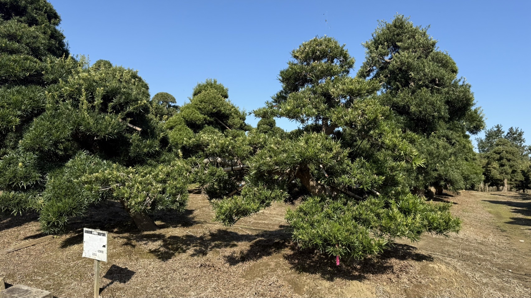 ដើមឡហាន