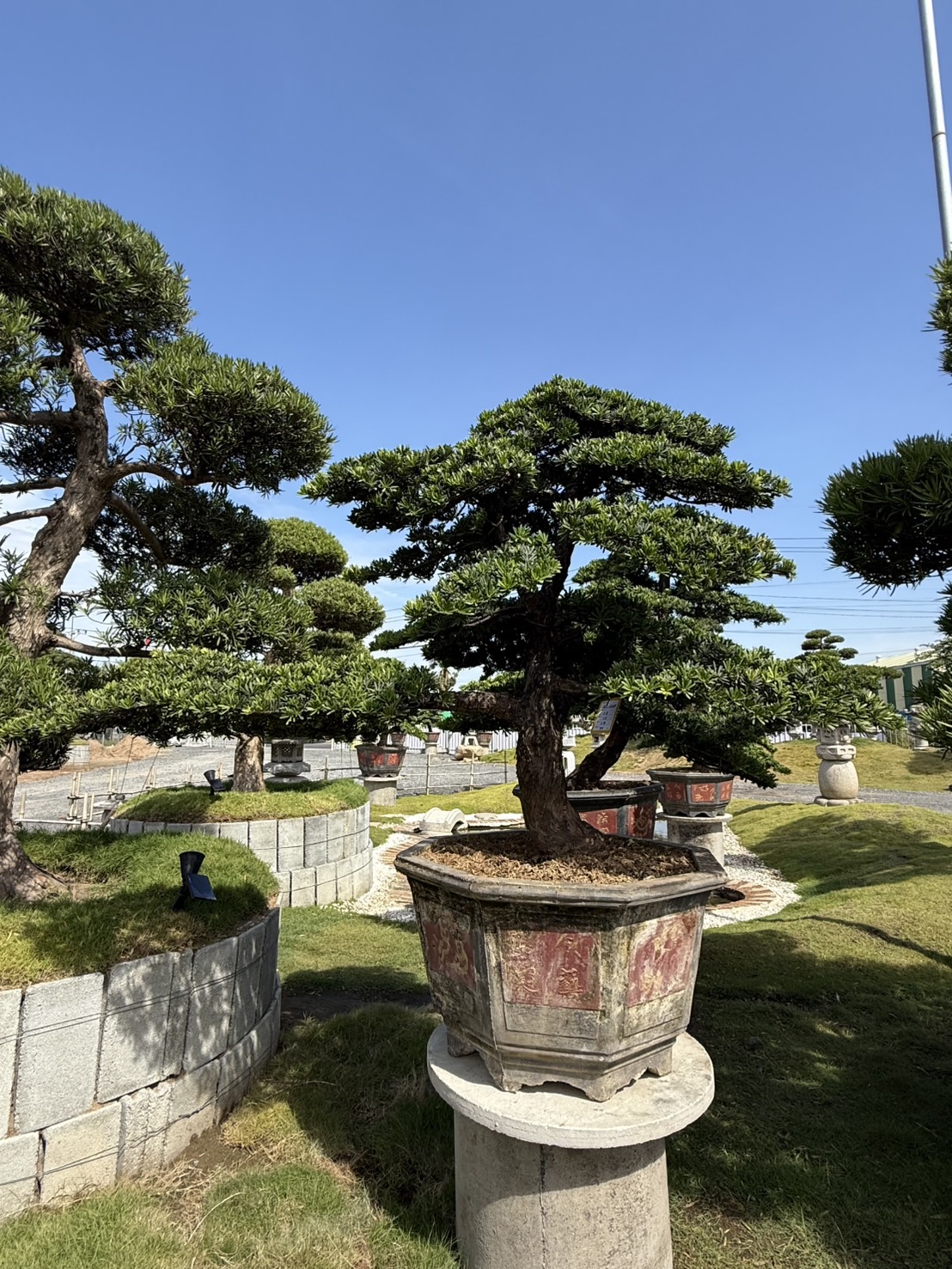 ដើមឡហាន