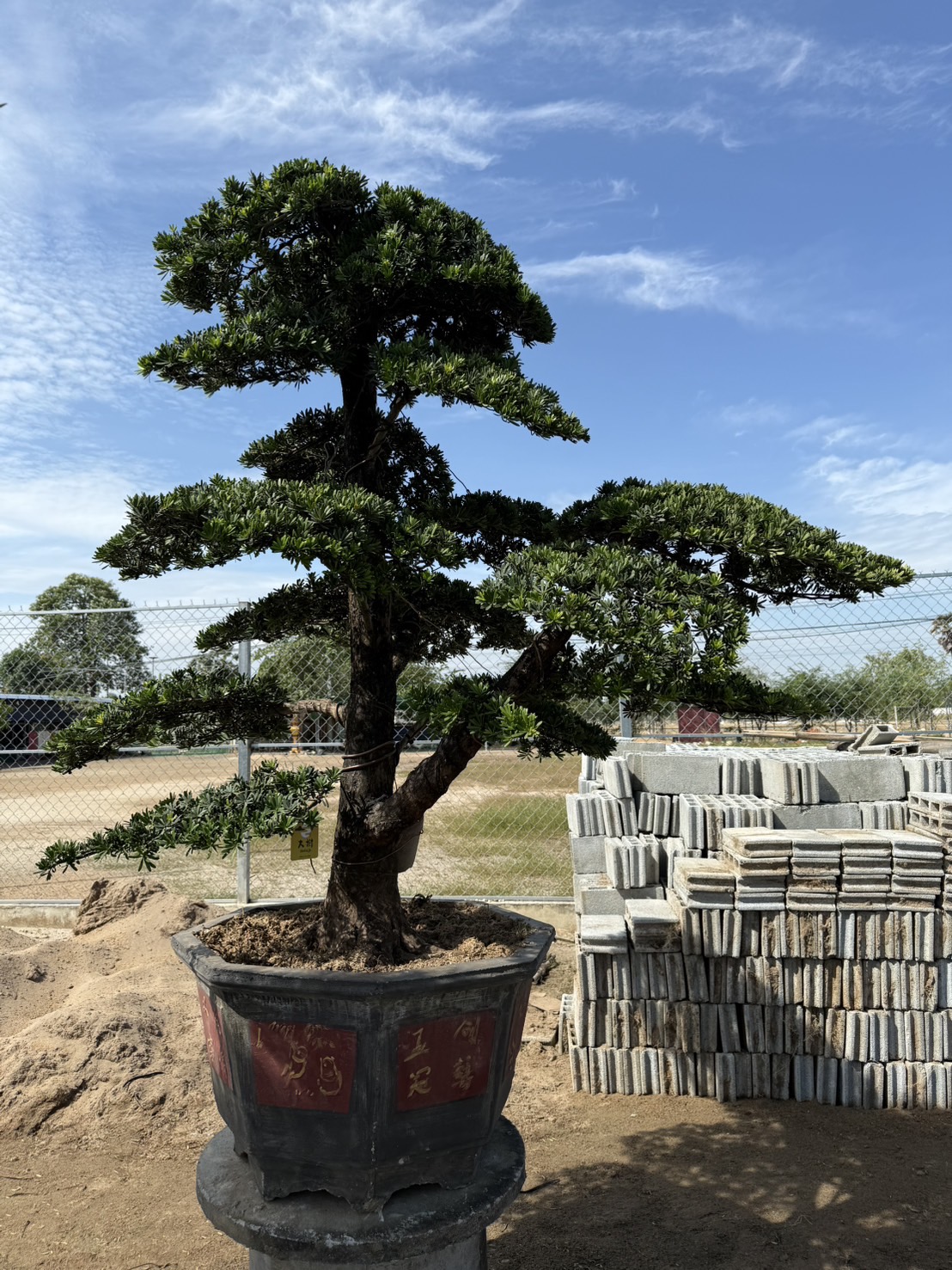 ដើមឡហាន