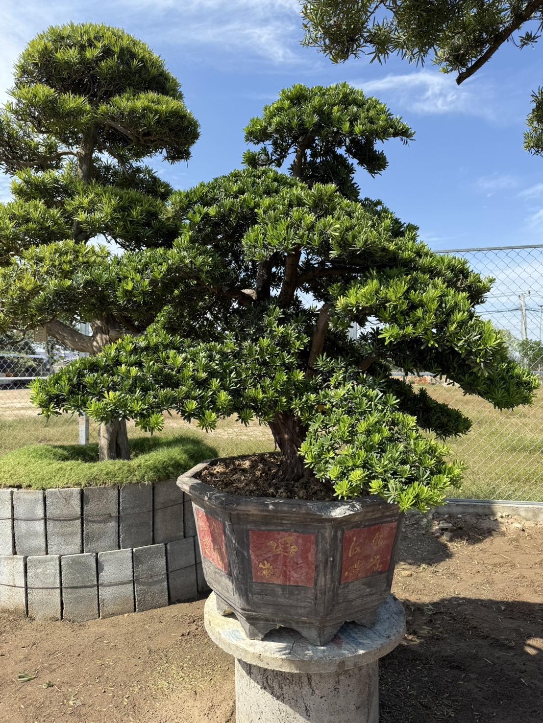 ដើមឡហាន