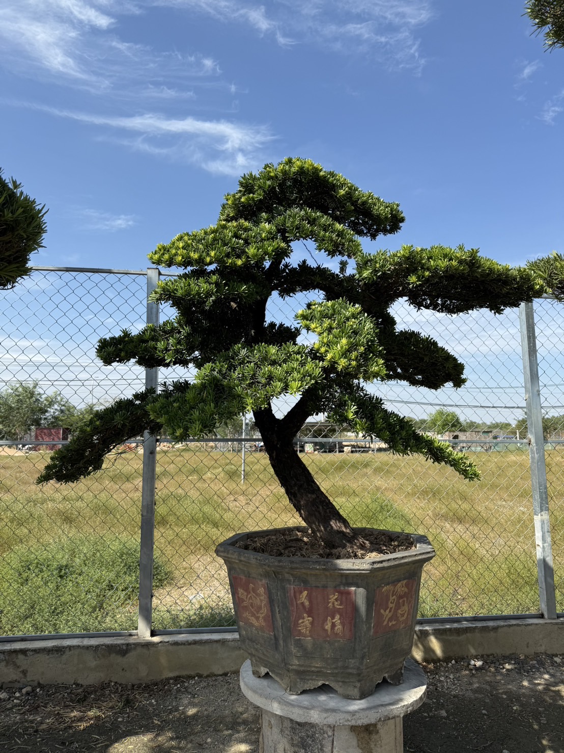 ដើមឡហាន