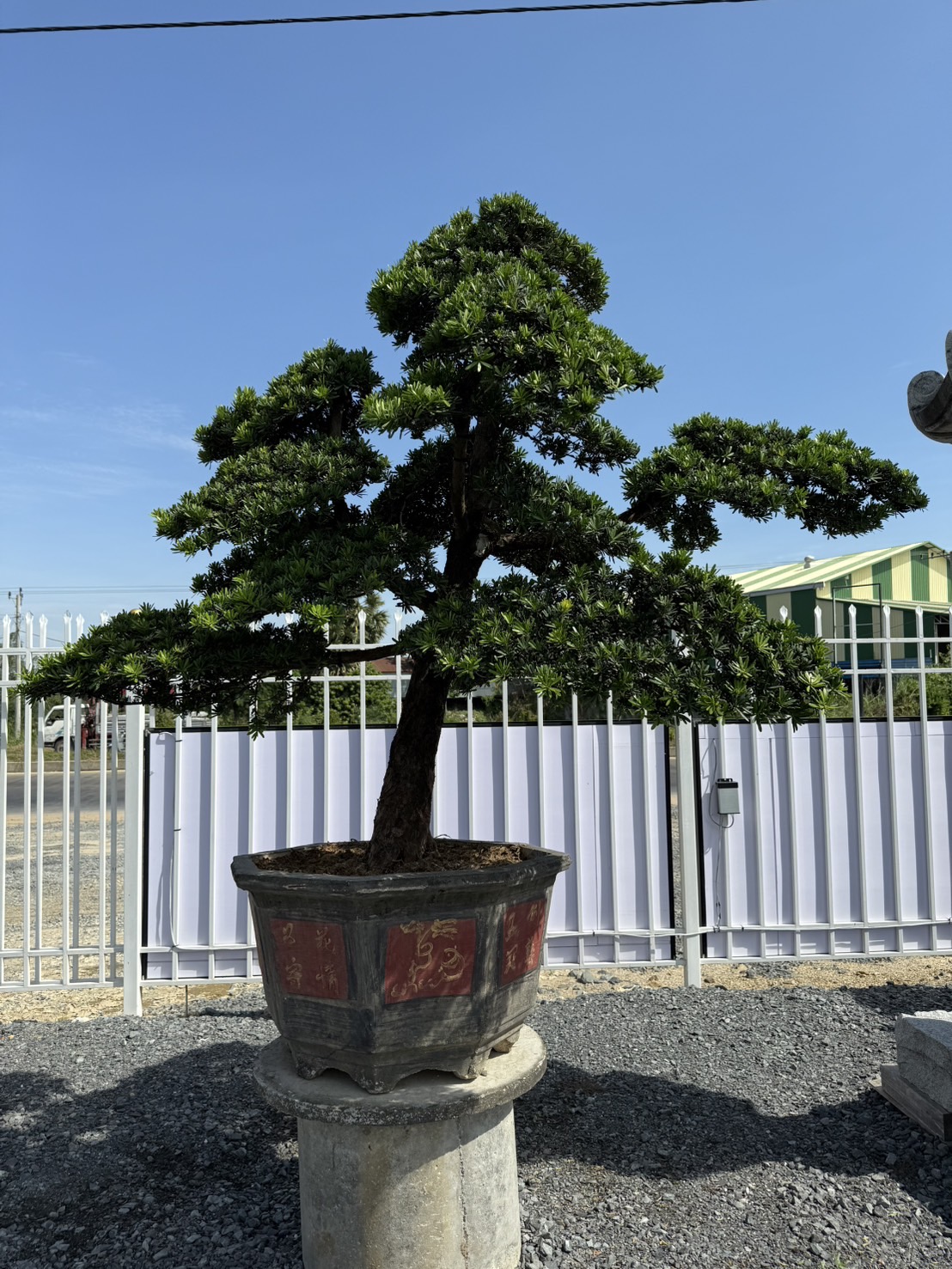 ដើមឡហាន