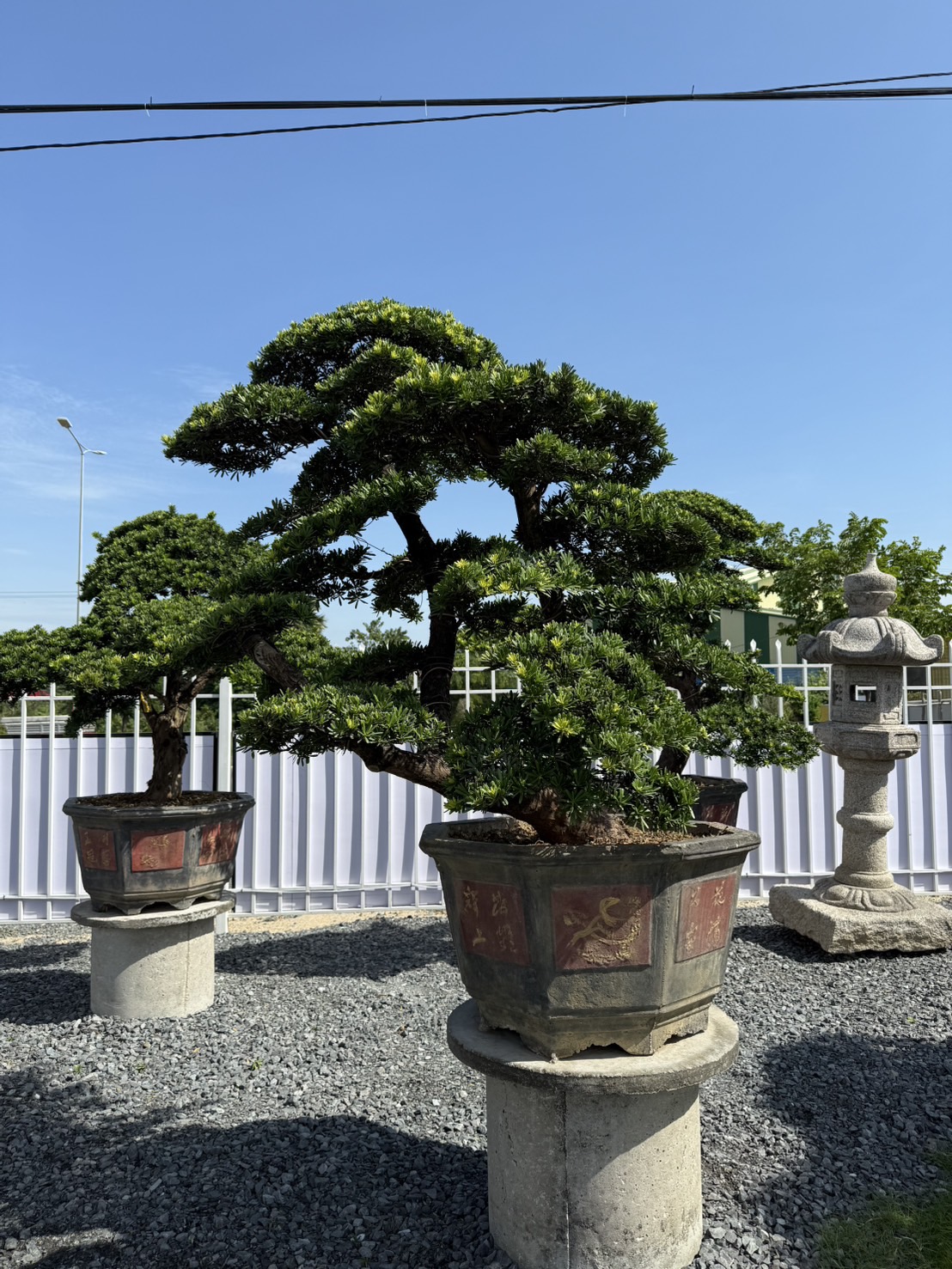 ដើមឡហាន