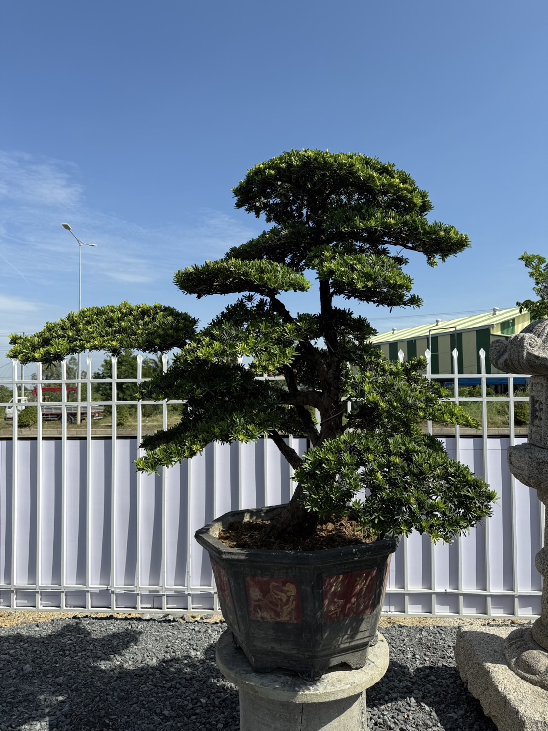 ដើមឡហាន