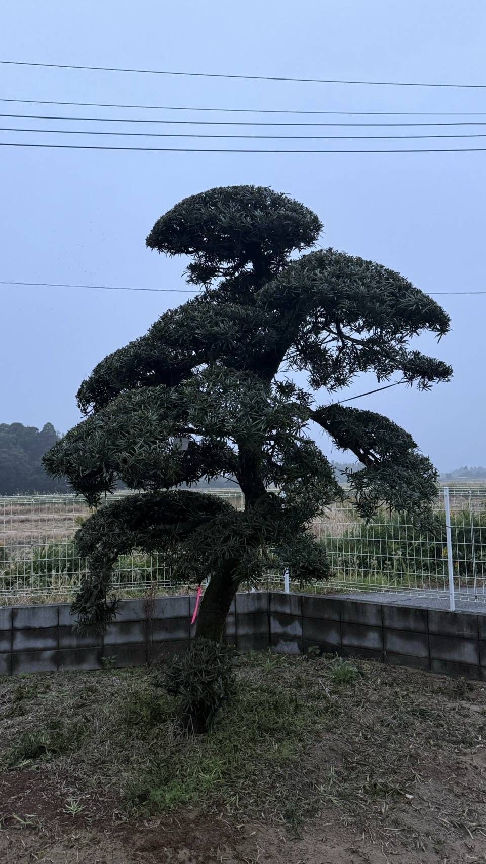 ដើមឡហាន