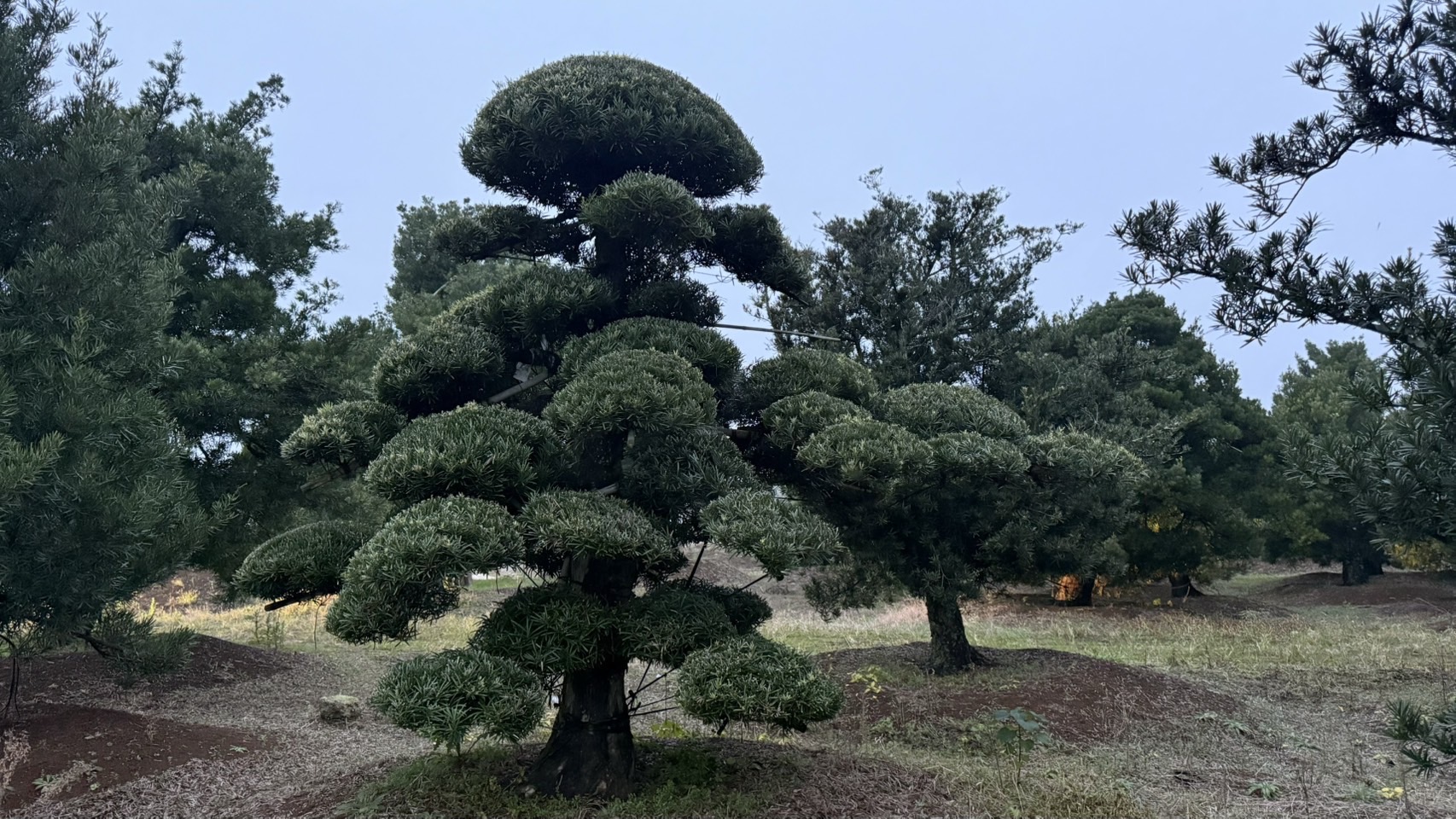 ដើមឡហាន