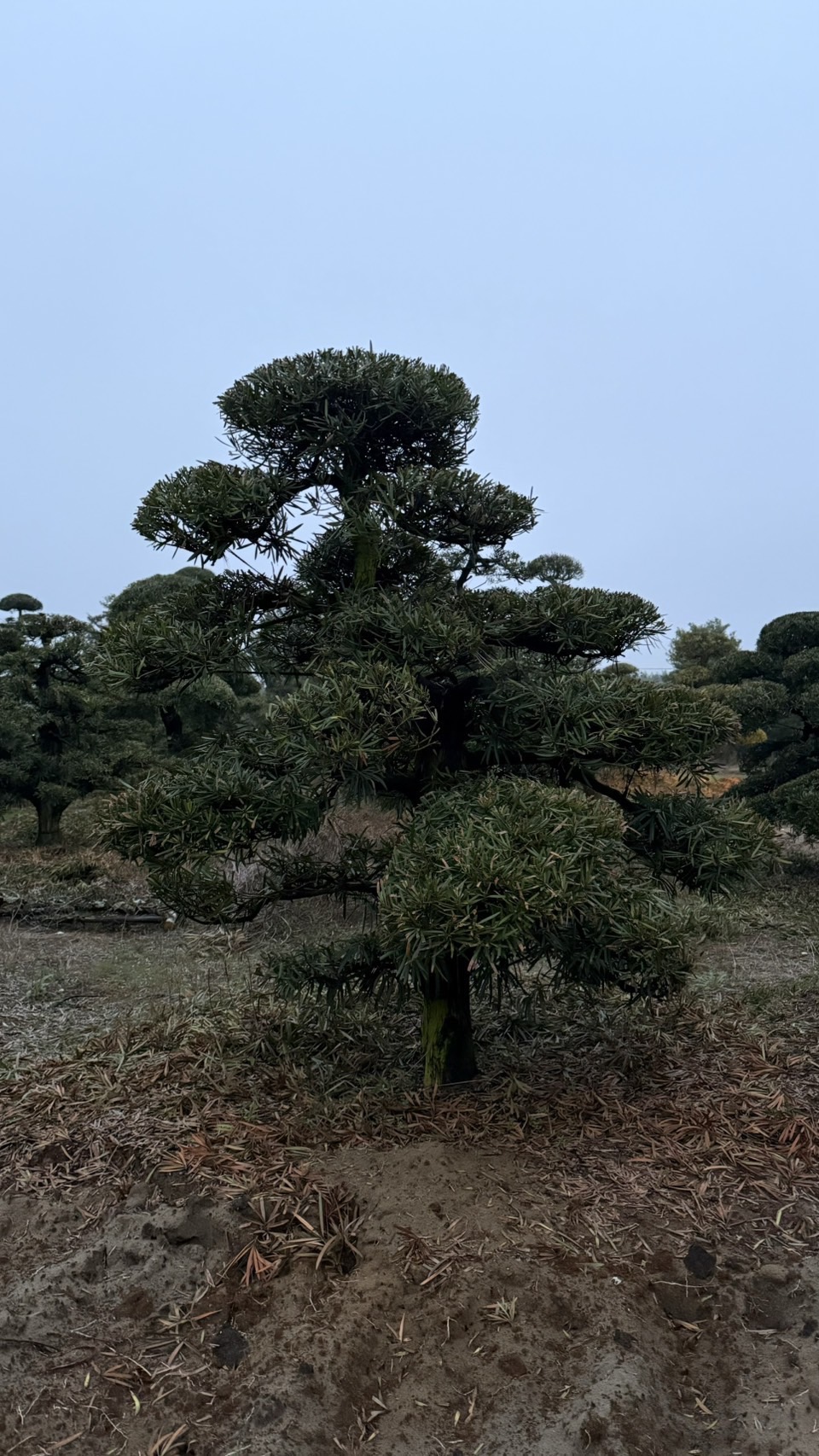 ដើមឡហាន