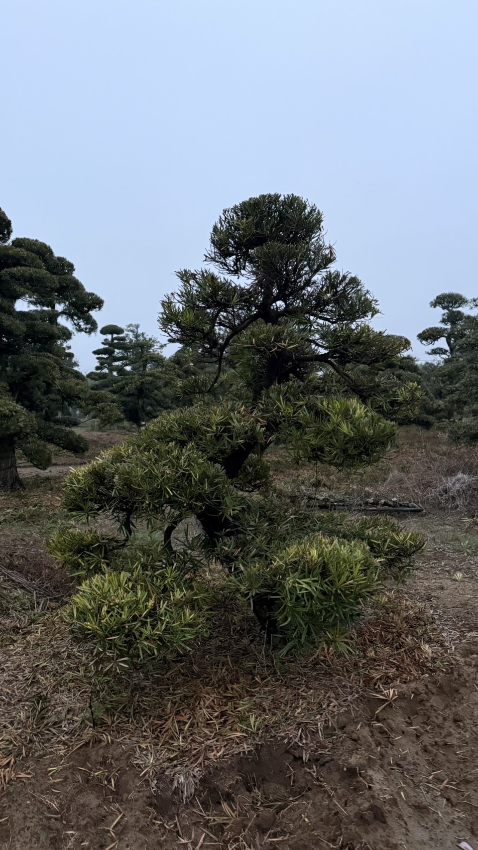 ដើមឡហាន