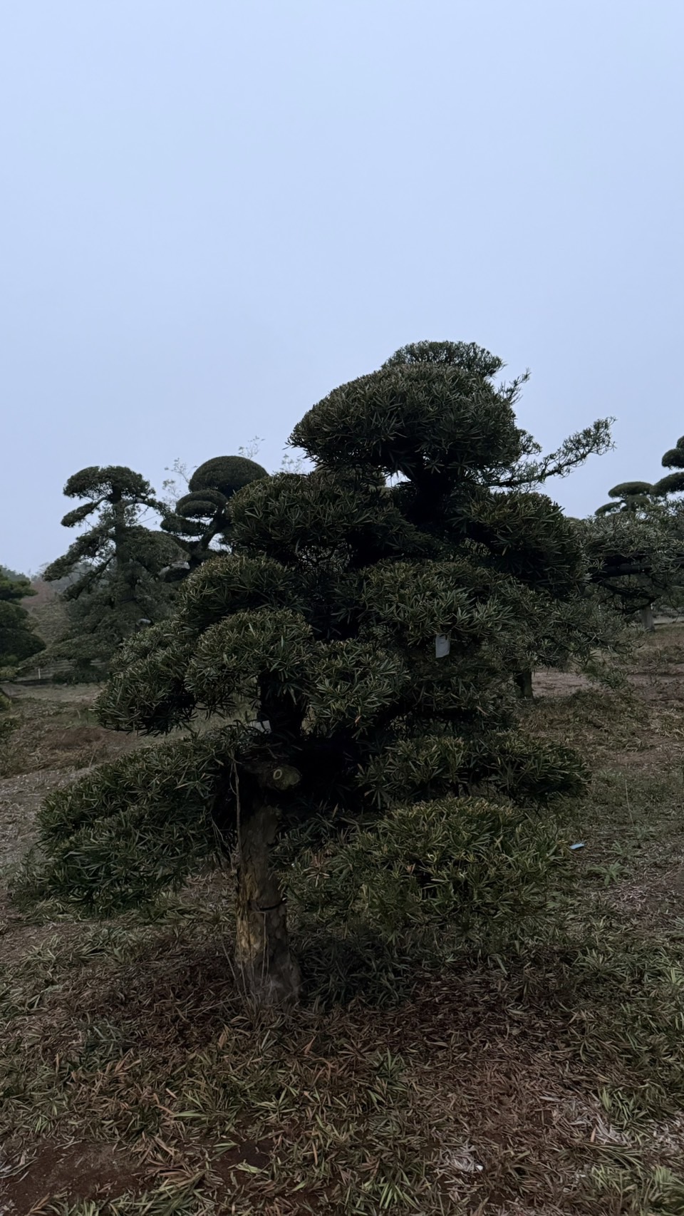 ដើមឡហាន